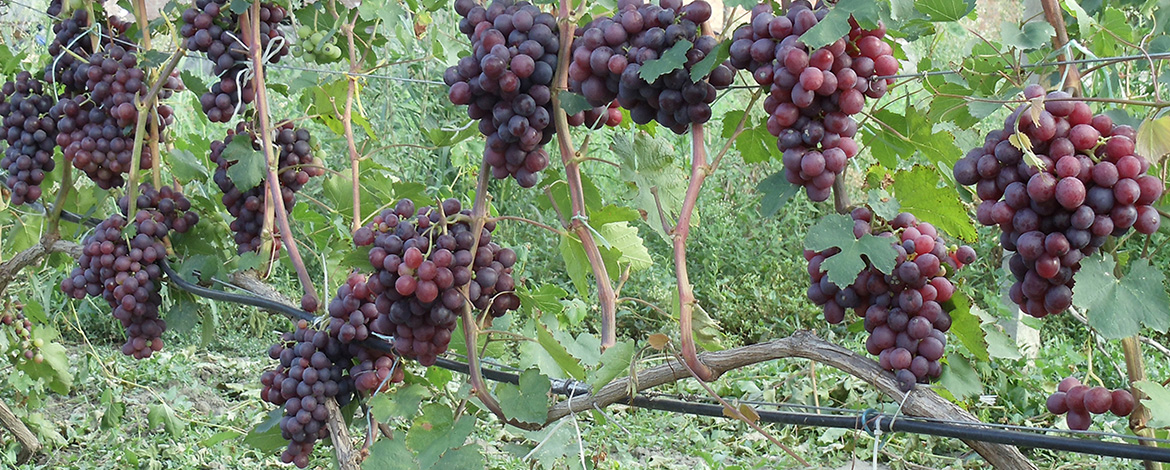 Элитные сорта винограда